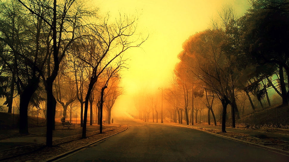 gray concrete road, road, sunlight, trees HD wallpaper