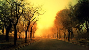 gray concrete road, road, sunlight, trees