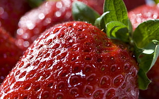 lot of strawberries HD wallpaper