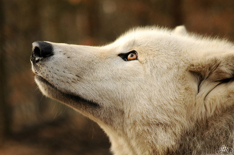 gray wolf HD wallpaper