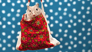 white rodent in red and white floral satchel bag