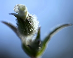 macro photography of green and white petaled flower bud