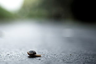 brown and black Lapidary snail on road during daytime