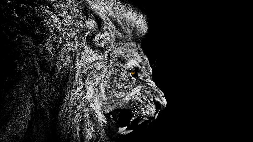 grayscale photo of Lion HD wallpaper