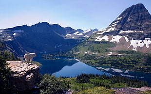white animal, nature, mountains, lake, reflection