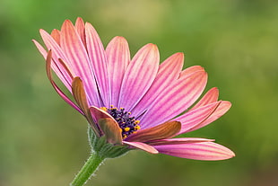 close up photo of pink petaled flowers, daisy