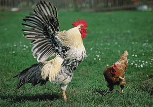 photo of rooster get mad at his hen
