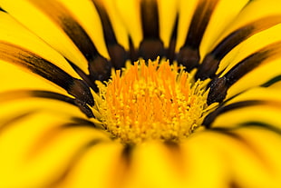 sunflower focus photography HD wallpaper