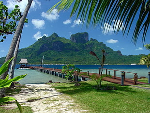 green landscape photography of dock facing towards green island