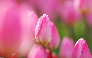 pink unbloomed flower HD wallpaper