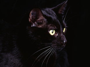landscape photo of black cat HD wallpaper