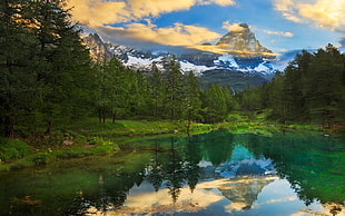 pine trees, nature, landscape, summer, Matterhorn