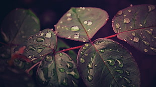closeup photo of green leaf plant with dew