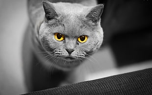 gray Persian cat
