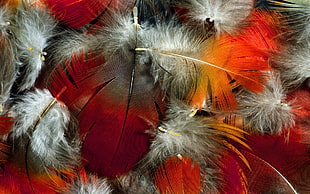 red-and-grey feathers