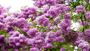 lavender flower lot