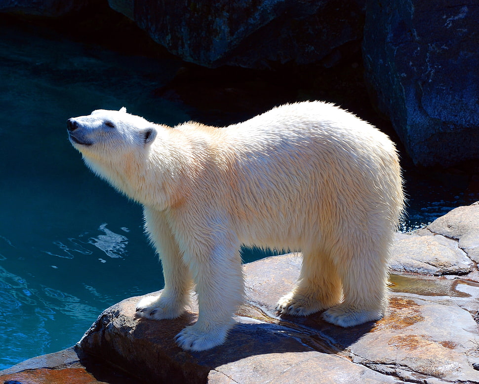 white Polar Bear near body of water HD wallpaper