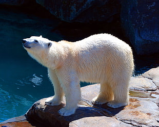 white Polar Bear near body of water