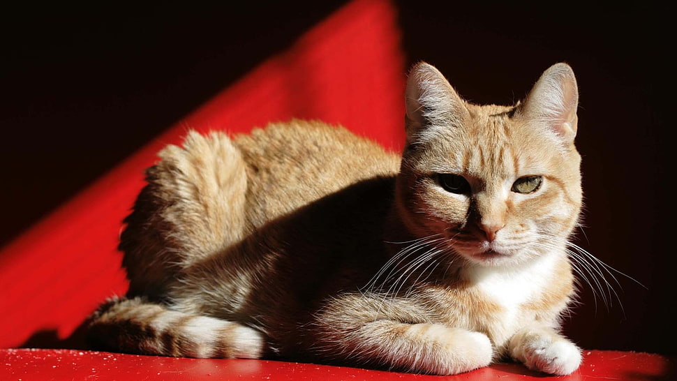 orange Tabby cat HD wallpaper