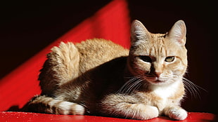 orange Tabby cat