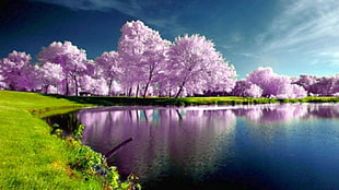 cherry blossom in front of body of water during daytime