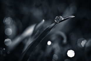 selective focus and grayscale photography of drop of water in leaf