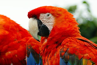 scarlet macaw, parrots