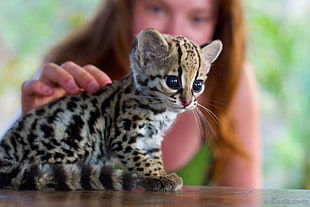 leopard kitten, cat, Ocelots, animals, baby animals