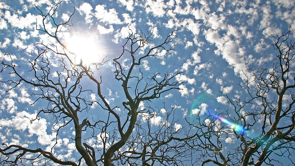 bare tree, landscape HD wallpaper