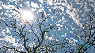 bare tree, landscape