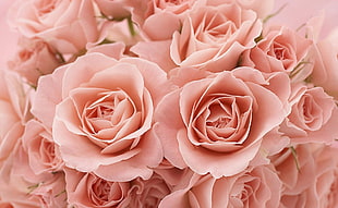 pink flower bouquet HD wallpaper