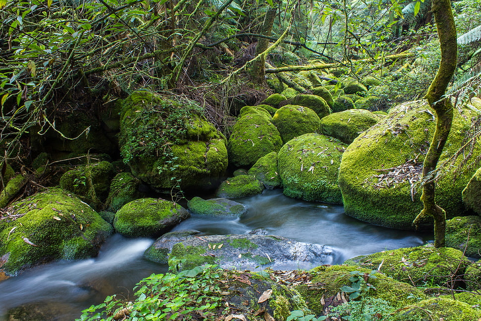 timelapse photo of stream surrounded with stones full of green algae during daytime HD wallpaper