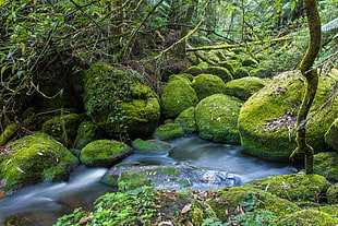 timelapse photo of stream surrounded with stones full of green algae during daytime