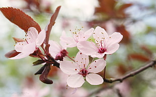 selective focus photography of white Cherry Blossom flower
