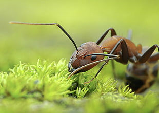 brown ant in grass HD wallpaper