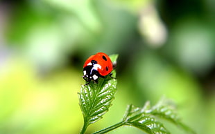 ladybug in green leaved plant in shallow focus photography