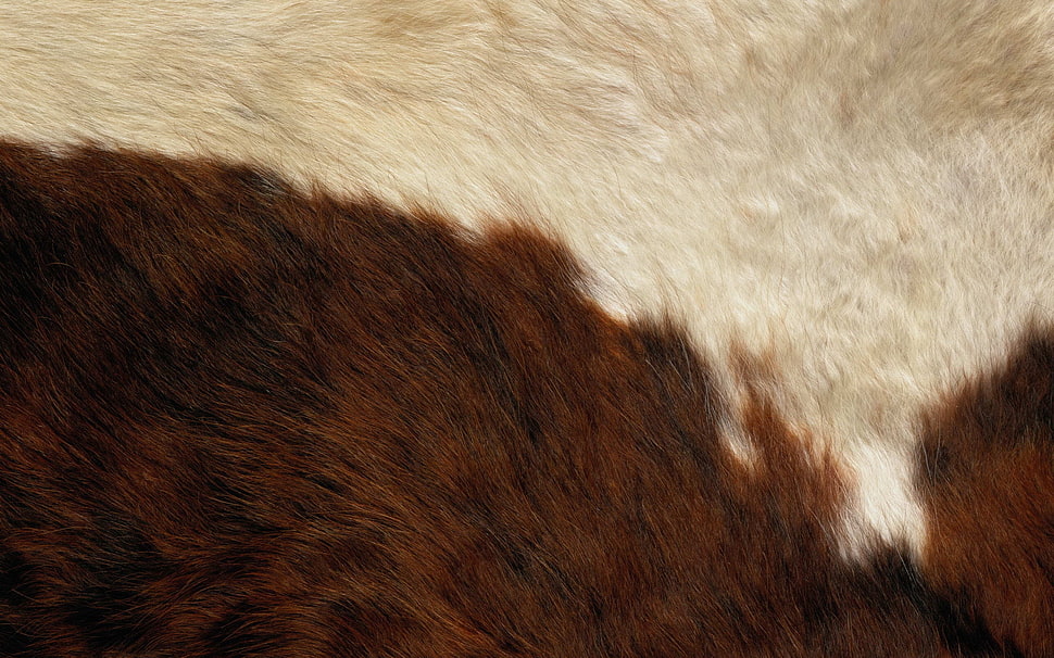 brown area rug HD wallpaper