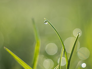 shallow focus photography of water droplet on grass during daytime