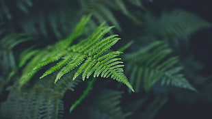 green leafed plant, green, ferns HD wallpaper
