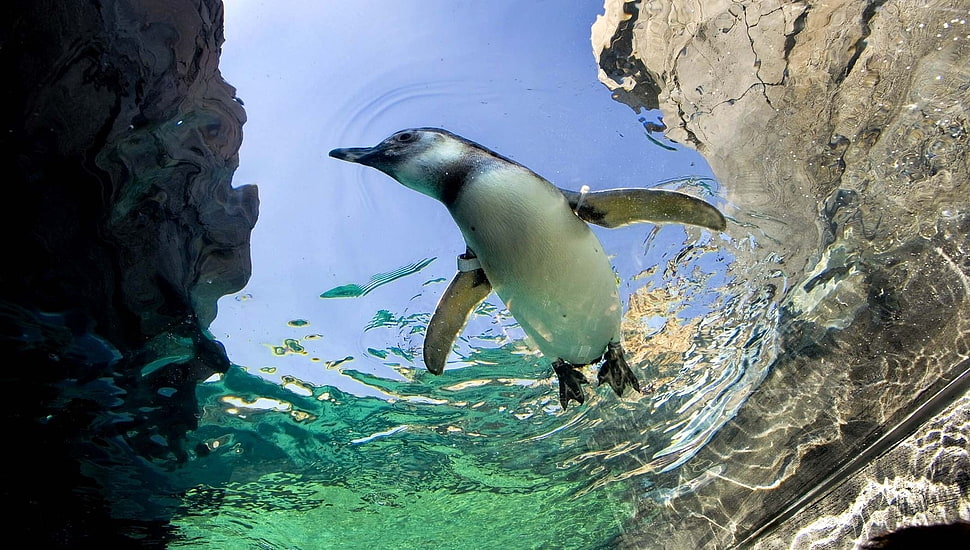 white and black penguin swimming HD wallpaper