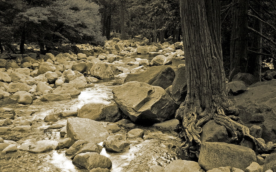 gray rock beside tree trunk HD wallpaper