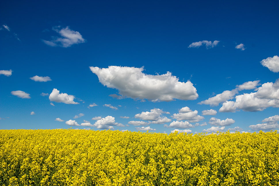 landscape photograph of yellow flower fields HD wallpaper
