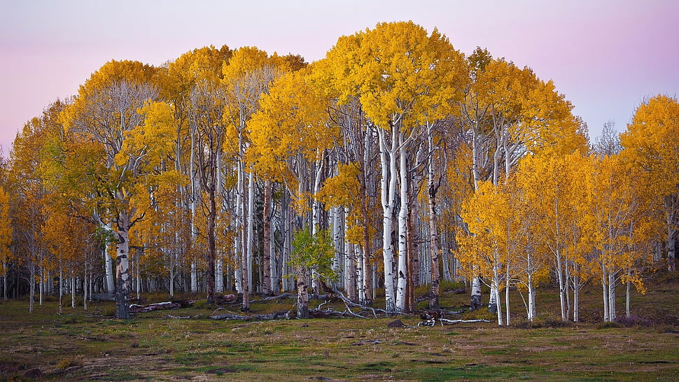 yellow leafed tree, forest, fall, Utah, landscape HD wallpaper