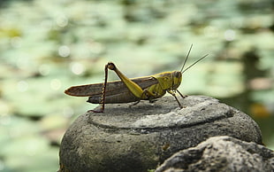 green and gray grasshopper on top of rock