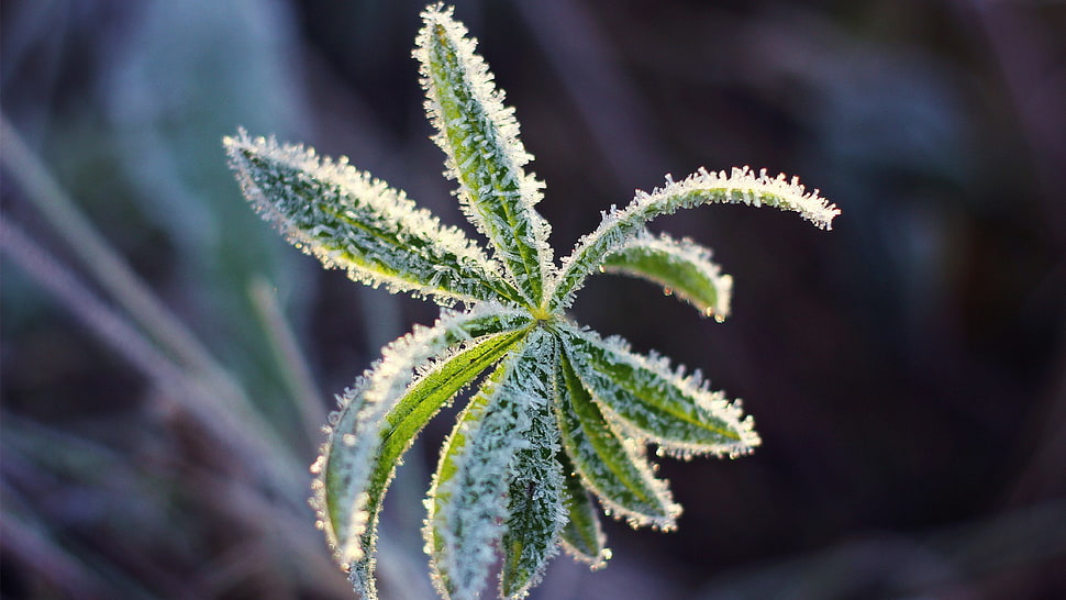 green leafed plant, macro, cold, ice, plants HD wallpaper