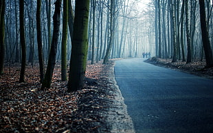 road between trees during foggy day