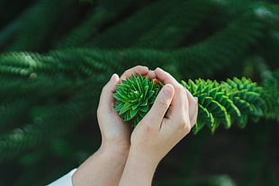green leaf plant, Bush, Branch, Hands