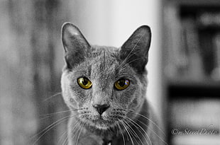 gray cat HD wallpaper