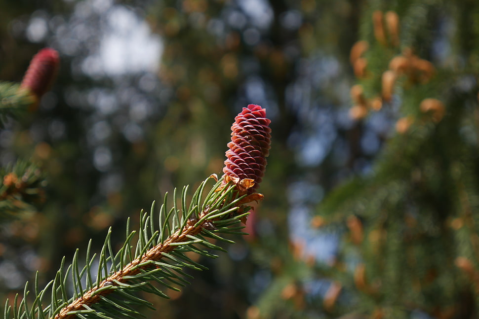 green leafed tree, Bump, Spruce, Branch HD wallpaper