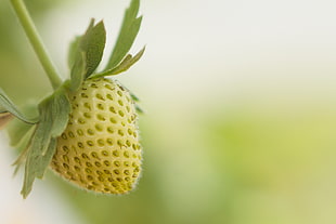 macroshot photo of unripe strawberry HD wallpaper